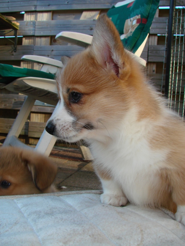 Puppies